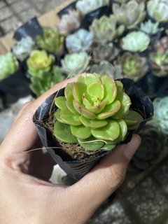 SEN ĐÁ ĐỒNG TIỀN XANH (NUDA)