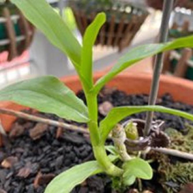 Hoa lan dã hạc-di linh( cắt từ cây mẹ,cao 20cm)+ 700g phân thỏ hữu cơ ki mập khỏe ấm chậu