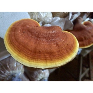 300gram Linh chi sấy khô