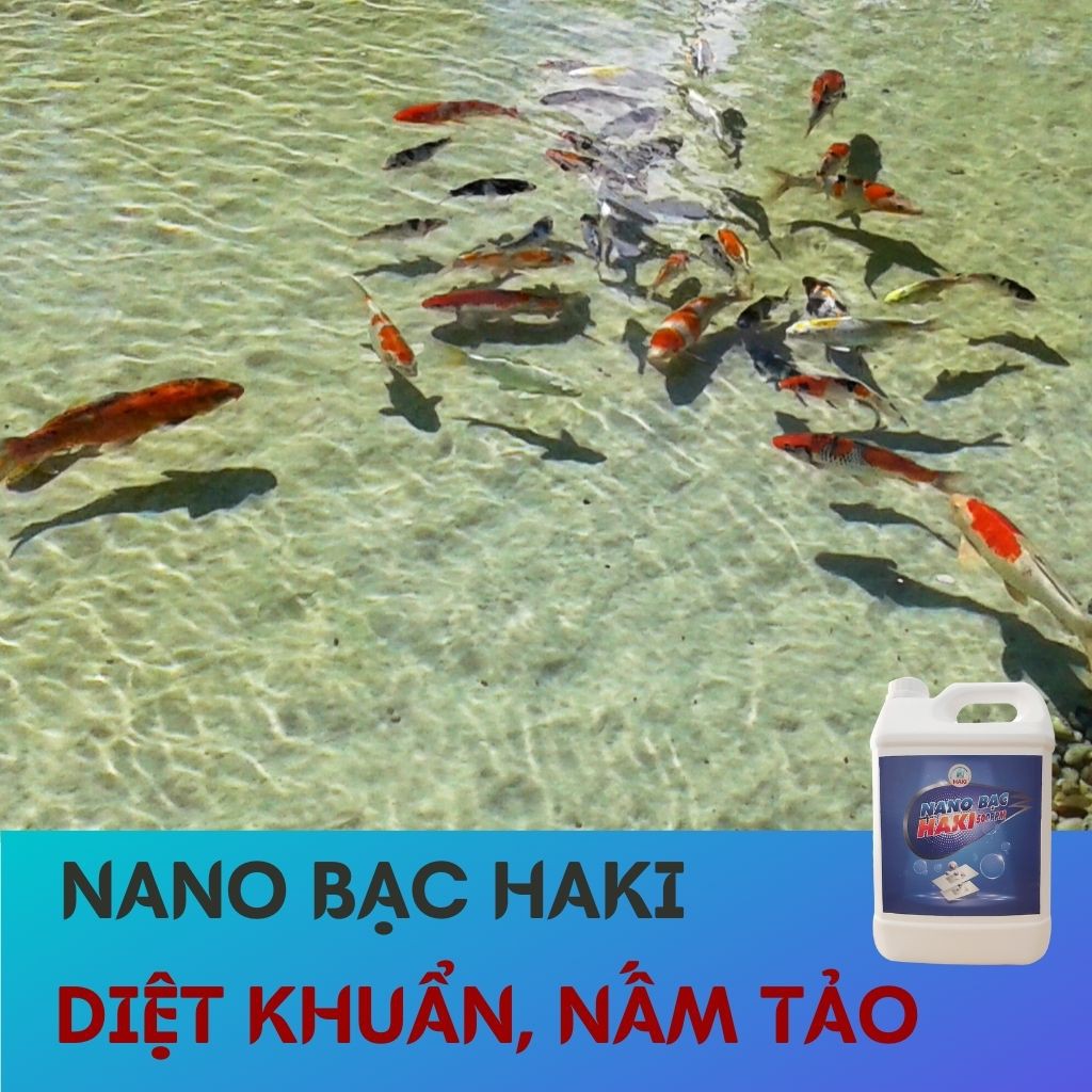 Nano bạc Haki nguyên chất cải tạo nguồn nướ, trộn vào thức ăn cho cá phòng và trị bệnh 500ppm – can 5l