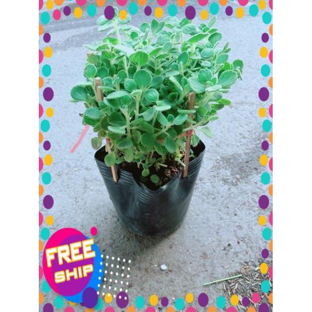 Nhất Mạc Hương  kèm chậu sứ