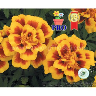200.HẠT Hạt Giống Hoa Cúc Vạn Thọ Ban Mai F1Pro 30CM TG169 (| -KD: B56)