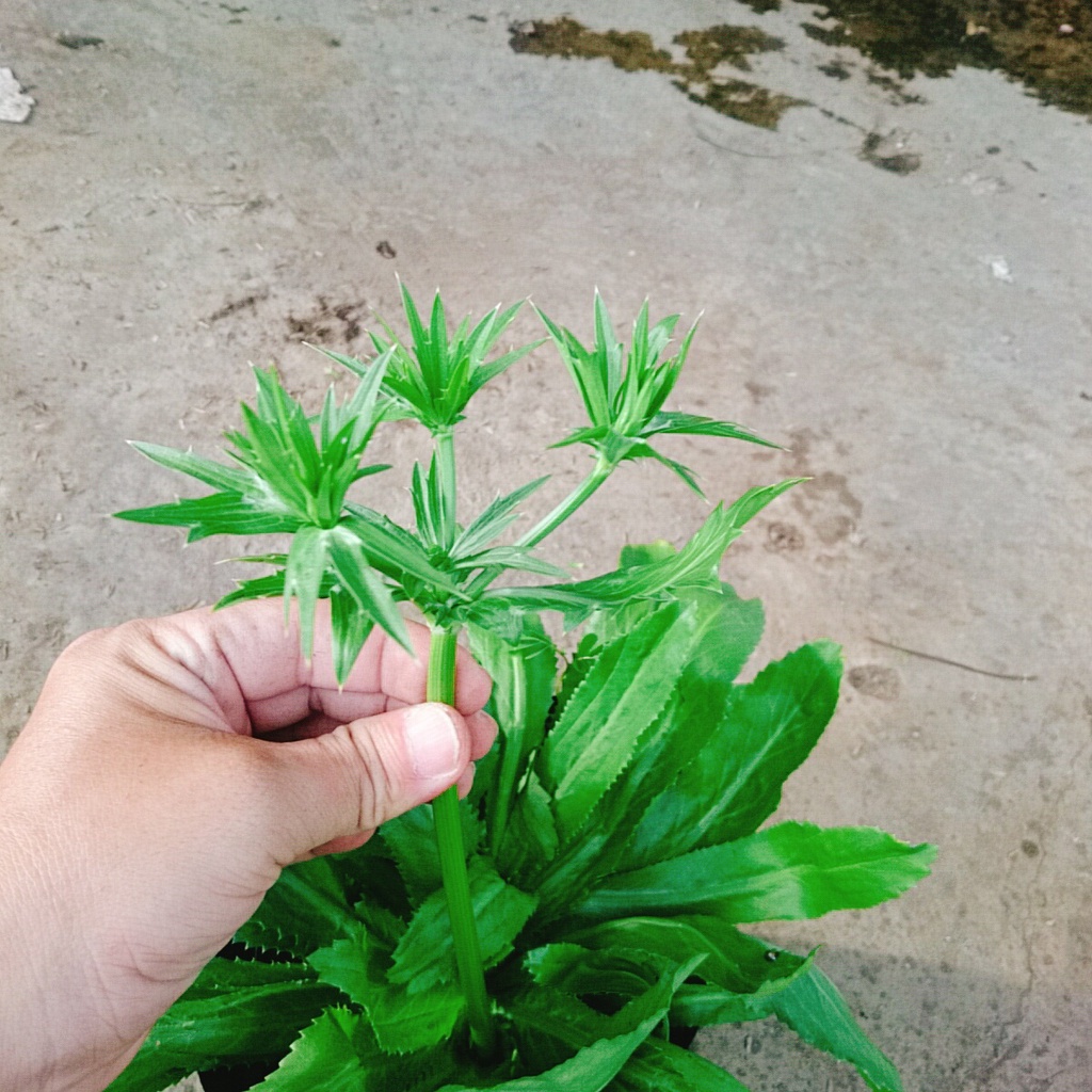 Chậu Cây Rau Ngò Gai  100% rau sạch nhà vườn