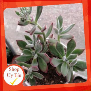 Sen đá nhung viền đỏ size trung🍏 |FREESHIP| 🔥 XỨ NÓNG, ĐÃ THUẦN KHÍ HẬU, KHOẺ ĐẸP 🍏 LỖI 1 ĐỔI 1