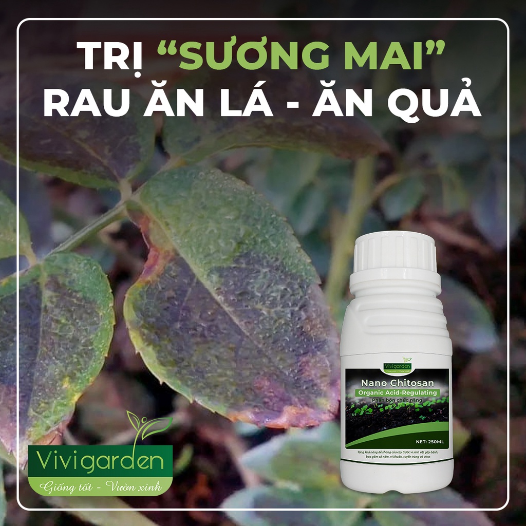 Chai 250ml Nano Chitosan sinh học xử lý nấm rỉ sắt lá, nấm bộ rễ cây, ngừa tuyến trùng, tăng đề kháng cây Vivi Garden