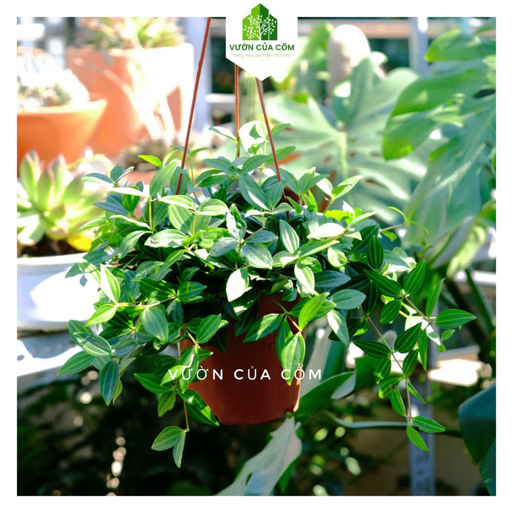 Cây bình an  treo  ban công , mái hiên . Cây mang lại may mắn cho gia chủ .