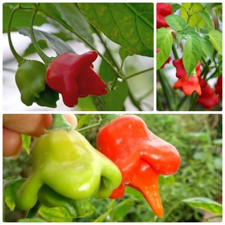 HẠT GIỐNG ỚT HOA HỒNG