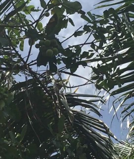 Dầu mù u Lê quế