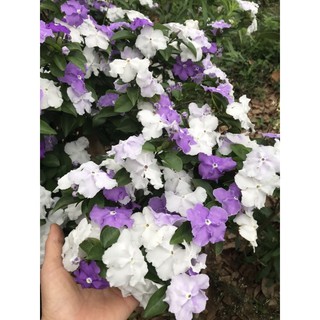 cây nhài nhật đang nụ hoa thơm nức