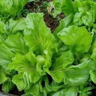 Hạt giống cải bẹ dưa Thái Lan