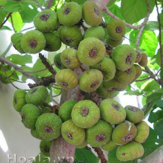 Cây sung mật cây chiết