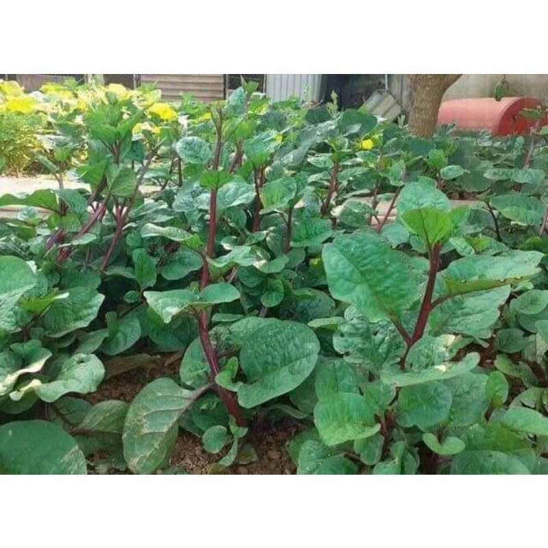 Hạt giống rau mồng tơi tím  .