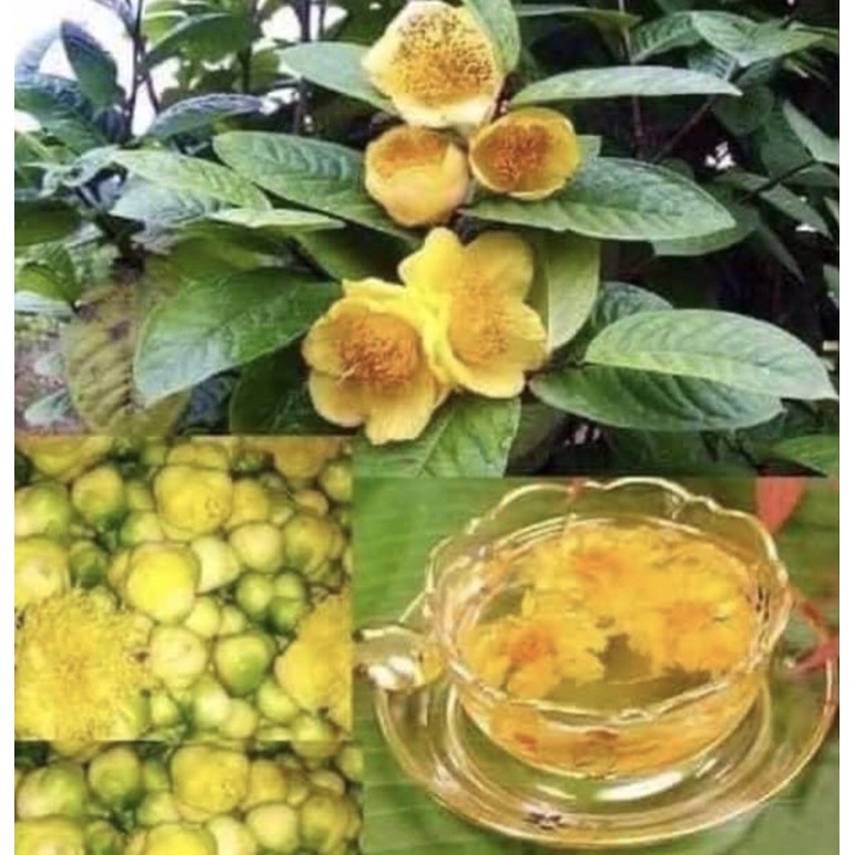 Cây trà vàng cao 60-70cm cây to đẹp, đang lộc