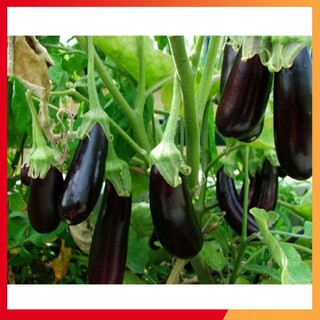 Hạt giống cà tím dài năng suất