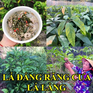 🌟Cây Giống Cây Lá Đắng🌟 lá lằng, lá chân chim, Cây giống loại 1 bầu lớn đã ra rể mới cao 40cm- Đặc Sản Thanh Hóa Nghệ An