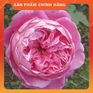 Cây hoa hồng cổ sapa hoa đẹp , cây khỏe, giá rẻ ,chất lượng tốt