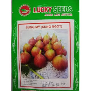 Hạt giống sung mỹ gói 10 hạt