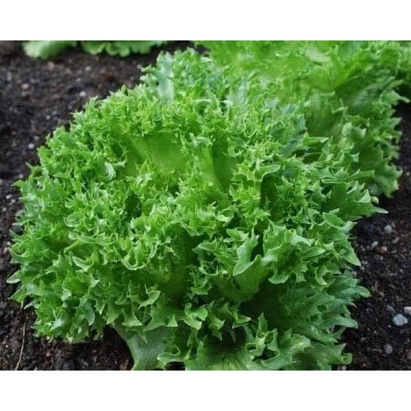 HẠT GIỐNG RAU XÀ LÁCH GÓI 5GR