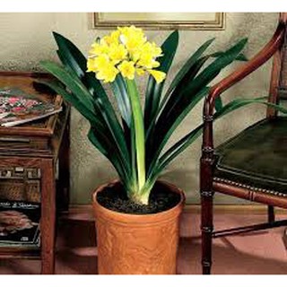 LAN QUÂN TỬ SIZE TO ĐẠI BỰ , HOA TẾT