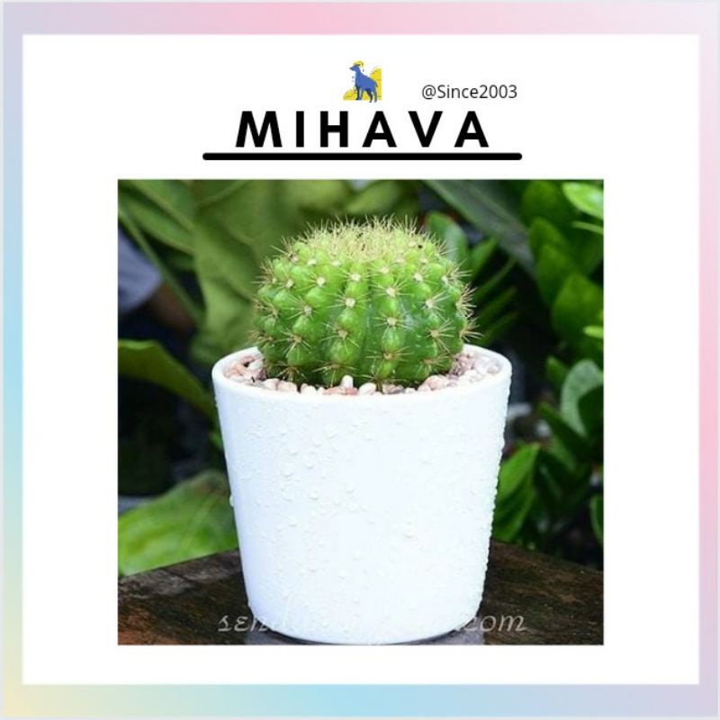 Xương Rồng Cảnh Mini Giá Rẻ Trang Trí Phòng Khách Phòng Ngủ.