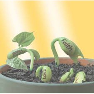 Hạt giống Đậu thần kỳ, magic bean seeds