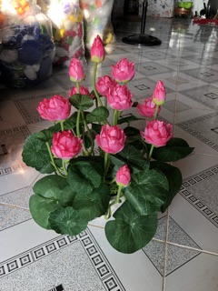 Sen nhỏ (vải lụa)