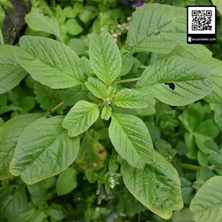 Hạt giống rau dền xanh lá liễu - Gói 20gr