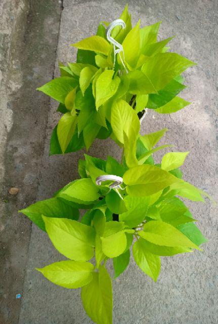 Cây Trầu Bà Vàng - KT: