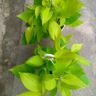 Cây Trầu Bà Vàng - KT: (BK30cm x C28cm)