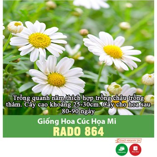 Hạt giống Hoa Cúc Họa Mi Trắng - Hạt Giống Rạng Đông