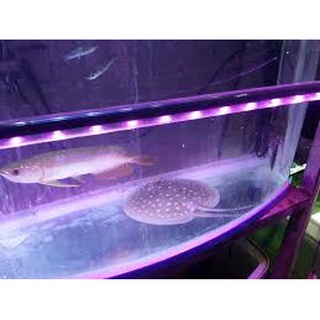 Bóng đèn tuýp led bể cá . đèn led caibao t4 80-150cm dành cho bể thủy sinh,trang trí bể cá,có công tắc tắt bật đèn