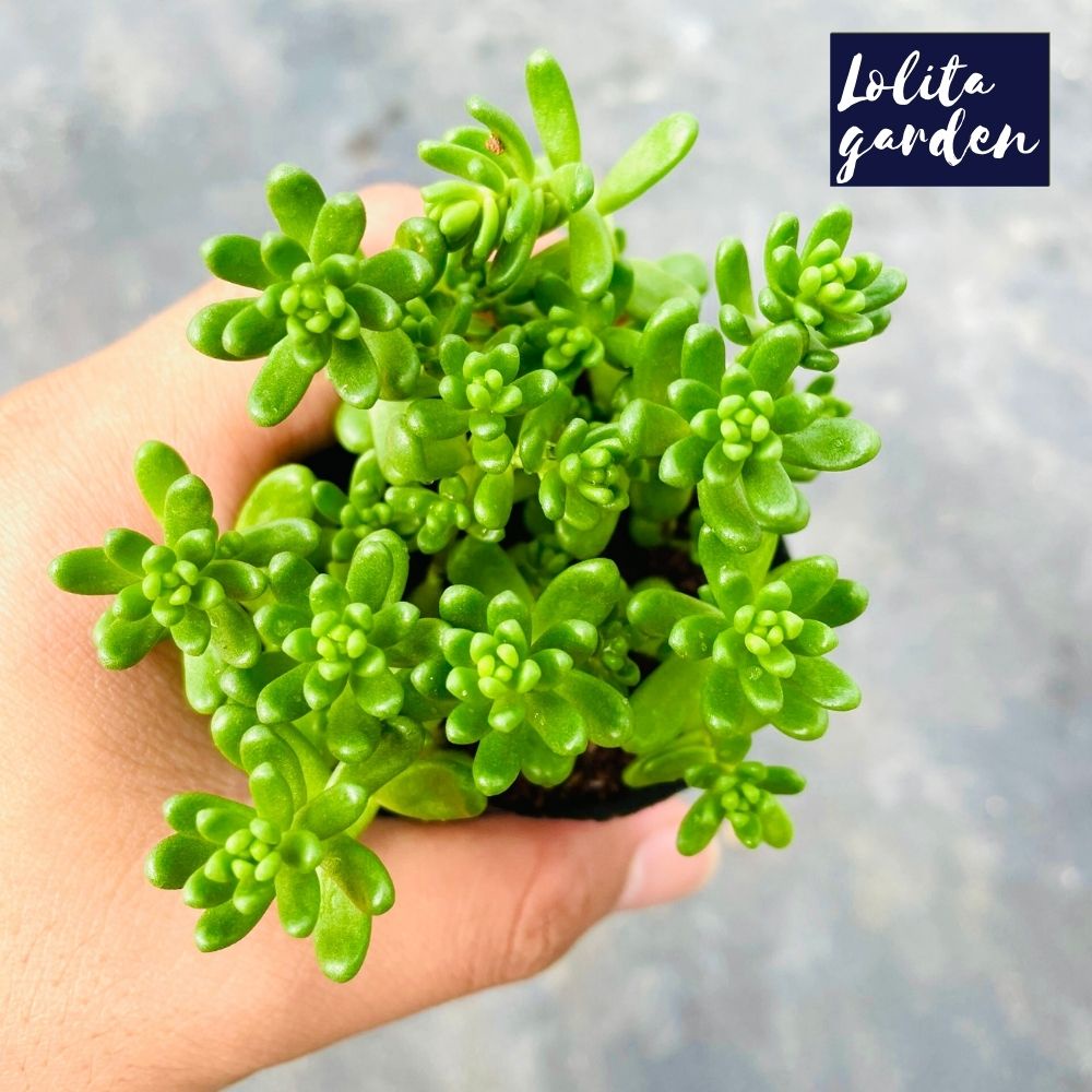 Sen đá sedum kẹo Đà Lạt size bé cây cảnh trang trí nhà cửa Lolita garden