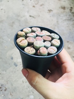 THẠCH LAN (LITHOPS)