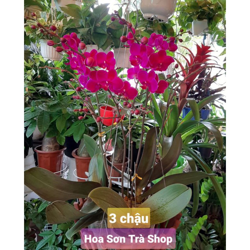 (Q.8 - GIAO 1-3H) HOA LAN MÃN THIÊN HỒNG đang hoa.
