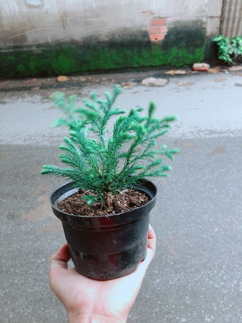 Chậu Cây Tùng Tuyết
