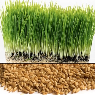HẠT GIỐNG CỎ LÚA MÌ( LÚA MẠCH) - CỎ MÈO