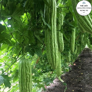  Cây mướp đắng   khổ qua  cao 70cm  Ảnh thật số 2 . 