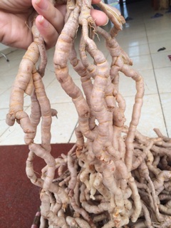 Củ Ba kích tím Quảng Ninh