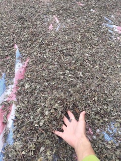 1kg, CHÈ DÂY CHUẨN RỪNG