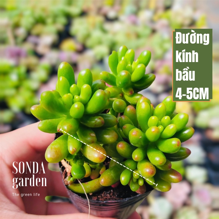 Sen đá thạch ngọc đỏ SONDA GARDEN size bé 5-8cm, xuất xứ Đà Lạt, khoẻ đẹp, lỗi 1 đổi 1