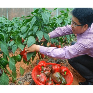10 Hạt giống Ớt chuông mix   