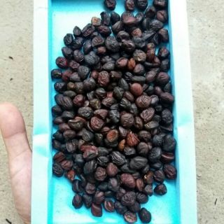 Hạt dổi rừng 50 hạt