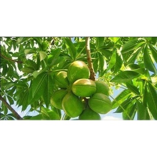 Cây giống trôm lấy mủ