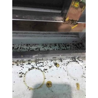 Thuốc diệt kiến gián (2 lọ)