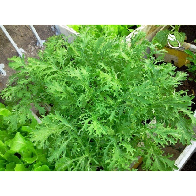 Hạt Giống Cải Bẹ Xanh Ngọt Đuôi Phụng PN-28 Phú Nông - Gói 20g - Serrate Leaf Chinese Tsoisim