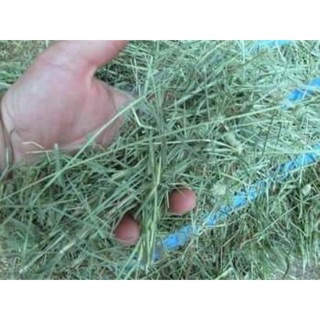 Cỏ Tymothy nhập khẩu Thái Lan