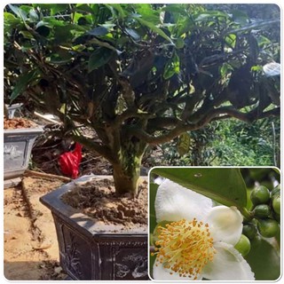 CÂY CHÈ XANH (BONSAI) Trà tuyết Chơi cảnh chơi hoa Lấy lá làm nước uống trà đá rất tốt cho sức khoẻ