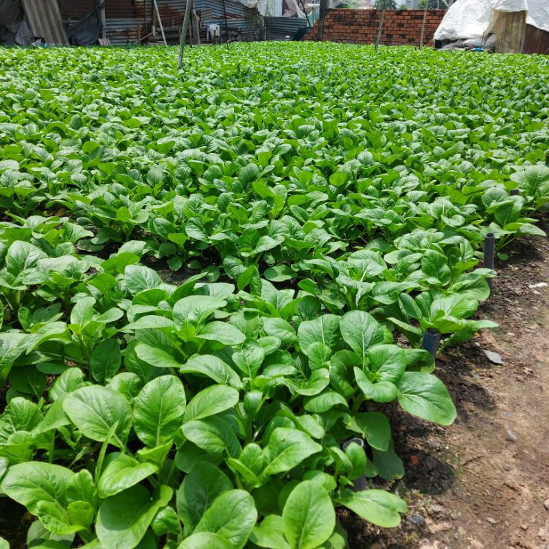 Rau Dền Vườn Trồng Sạch 1kg Q12 Giao HCM | BigBuy360 - bigbuy360.vn