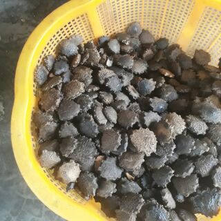 Combo 1kg nhân hạt gấc 2kg nghệ