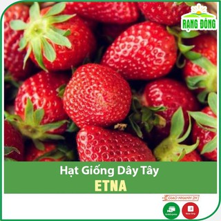 Hạt Giống Dâu Tây Đỏ Etna Chịu Nhiệt, Siêu Trái, Thơm Ngọt, Gói 10 hạt